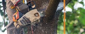 Best Tree and Shrub Care  in Gallitzin, PA