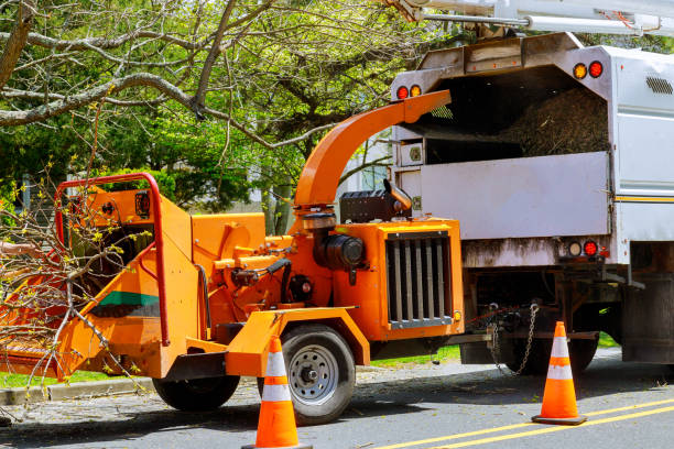 Best Fruit Tree Pruning  in Gallitzin, PA